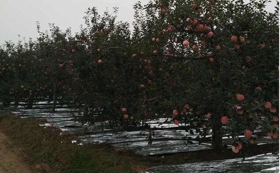 A agricultura de Flective da árvore da largura 20-2300mm Apple metalizou o filme de CPP