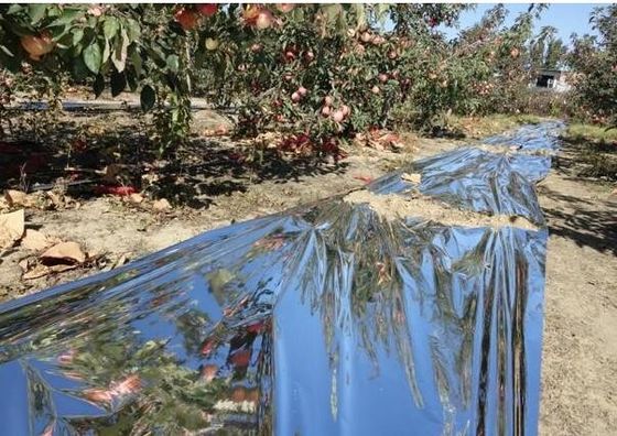 Estufa da árvore de Apple filme de uma agricultura de 12 mícrons biodegradável