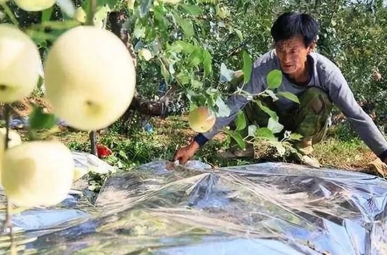Estufa da árvore de Apple filme de uma agricultura de 12 mícrons biodegradável