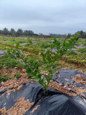 Tela de ervas daninhas de jardinagem de alta permeabilidade, resistente a incêndios, revestimento de solo anti-ervas daninhas, tecido