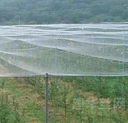 Boa rede de proteção contra insetos e aves à prova de granizo Rede branca anti-abelha Rede para proteção de árvores
