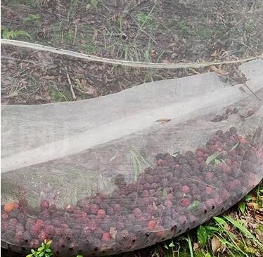 Rede verde personalizada de proteção contra insetos para árvores frutíferas