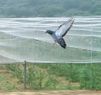 Rede verde personalizada de proteção contra insetos para árvores frutíferas
