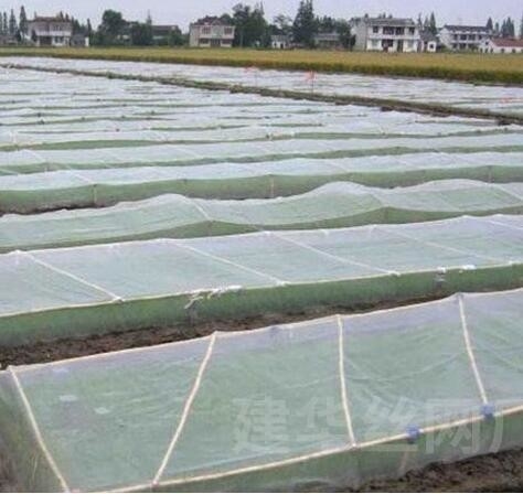 Rede de plástico à prova de pássaros PE aumentada espessada de estufa rede de reprodução agrícola rede à prova de insetos de vinha
